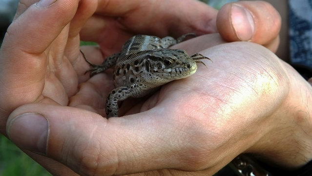 human hand holding a little lizard