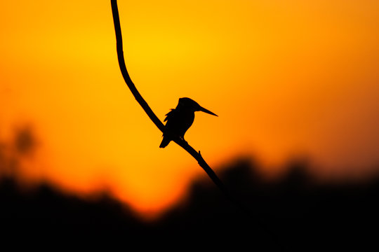 kingfisher in a silhouette 