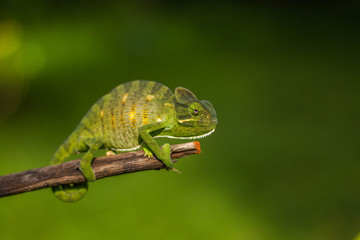 chameleon on a branch