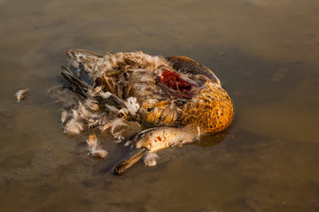 Dead duck on the water 
