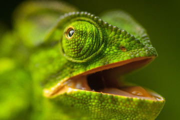 green chameleon 