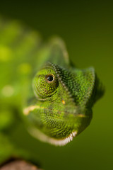 close up of a chameleon