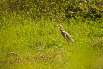 heron in the grass
