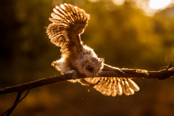 young owl balancing its wait on a tiny branch 