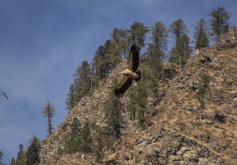 vulture flying around the mountains 