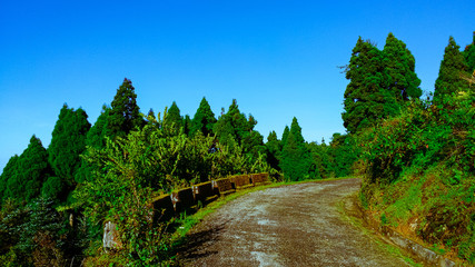Fototapeta na wymiar Sloppy road surrounded by green forest