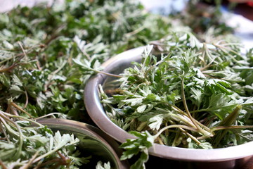 春の野で摘んだ草餅の原料、よもぎ