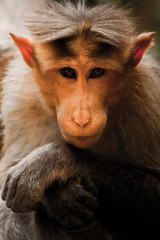 close up of a young macaque