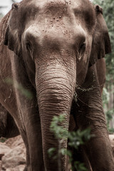 portrait of an Elephant 