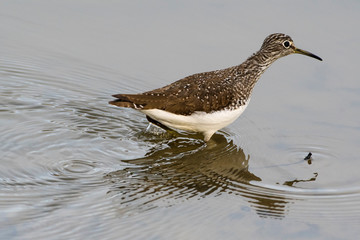 Obraz premium Sichelstrandläufer