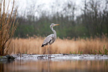 Grey heron eating fish