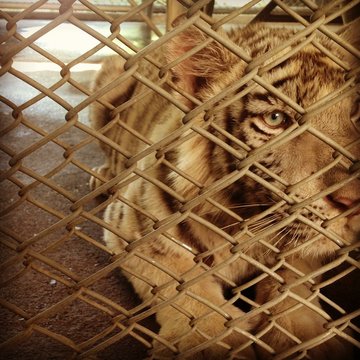 Close-up Of Tiger Cub In Cage