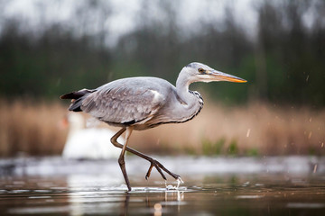 Grey heron eating fish