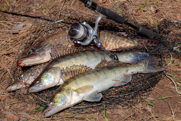 Freshwater zander and pike fish. Two freshwater zander and pike fish, fishing equipment lies on round keepnet with fishery catch in it..
