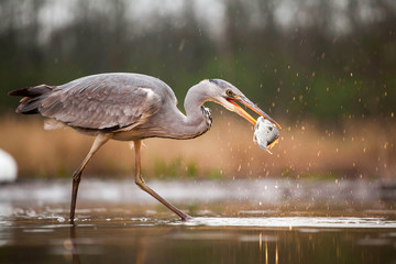 Grey heron eating fish