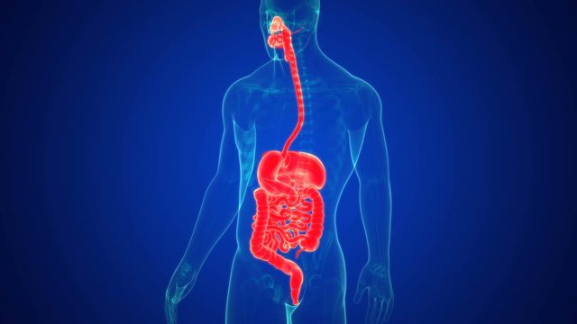 3D Rendering Human Digestive System Anatomy With blue background