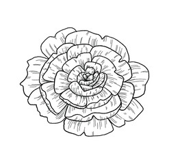 Outlined illustration of a Peony