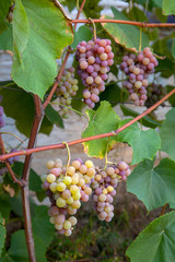 Fototapeta premium Bunch of grapes with pink and green berries in the garden.