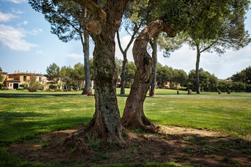 Árboles en Campo de Golf