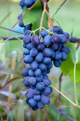 Bunch of blue grapes in the garden.