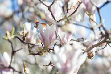 magnolia branches on a blue background close-up