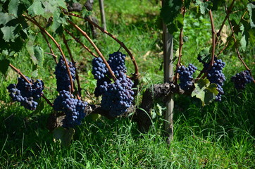 idyllic scenery in Tuscany Italy