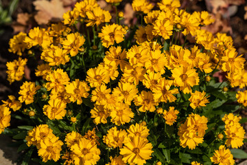 Large group of yellow flowers of lance-leaved coreopsis (Coreopsis lanceolata) on flowerbed