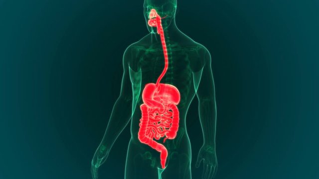 3D Rendering Human Digestive System Anatomy With Green background