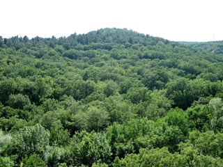 Dense green forest on the slopes of high hills on a clear day.