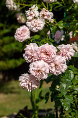 Blooming flowers of roses on the branch in the garden