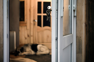 Unlocked door and a dog