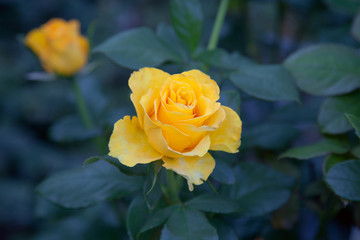 Beautiful rose bush growing in the garden.