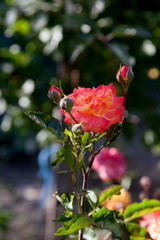 Beautiful rose bush growing in the garden.