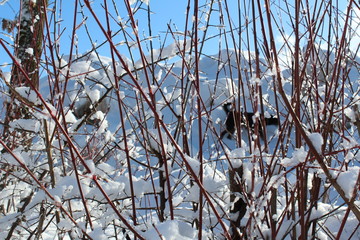 winter-wonderland 