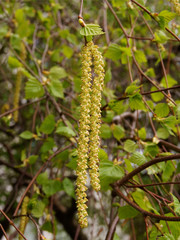 birch tree with long catkins at spring