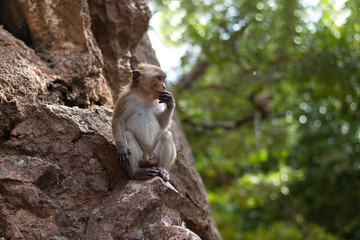 Cute little Macaque monkey sitting on a rock in Thailand, Krabi  province Background.