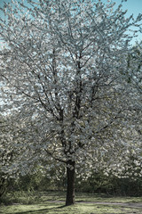 Obraz premium Beautiful tree in bloom. Blossom on sunny backdrop. Beautiful nature spring background with a branch of blooming sakura. Copy space for text