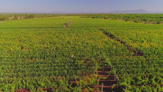 Aerial view of the vineyards near Oklaj in national park Krka in Promina County, Croatia