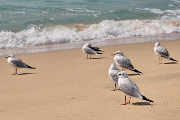 Seagulls near the Ocean on a Beach on a Sunny Day