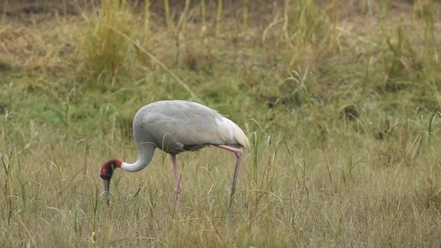 sarus crane or Grus antigone in keoladeo national park or bharatpur bird sanctuary, rajasthan, india 