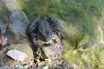 Frog sitting in a lake on  stone