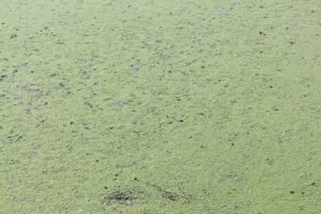 Duckweed on the surface of the river ,a natural background