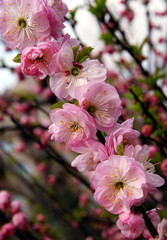 small pink flowers of prunus triloba ornamental tree