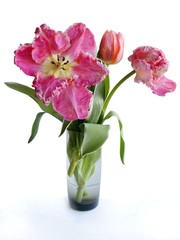 Naklejka na ściany i meble pretty pink tulip close up at spring