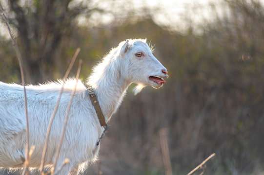 A white goat head bleating