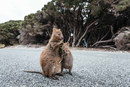 Mother And Baby Quokka Eating Green Twigs. Cute Quokkas On Rottnest Island, Western Australia. Animal Family