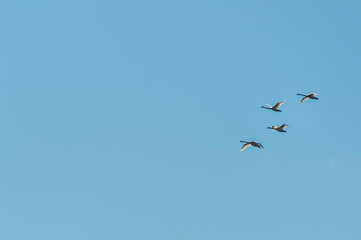 Group of 4 swans flying in the blues sky