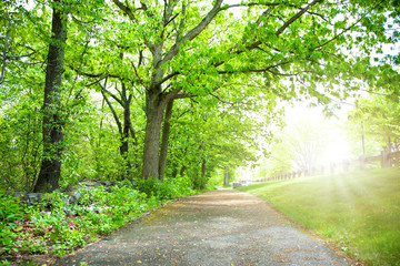 Fototapeta premium Beautiful trees and trunk with sunlight in forest at boston.