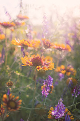 Summer wildflowers and sunny meadow. Postcard for the holiday of Trinity	