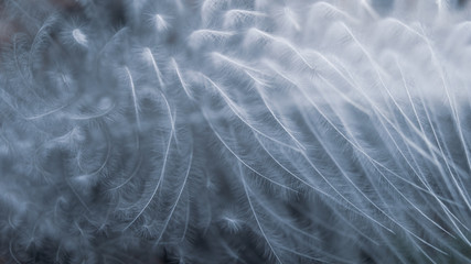 Feather macro close-up